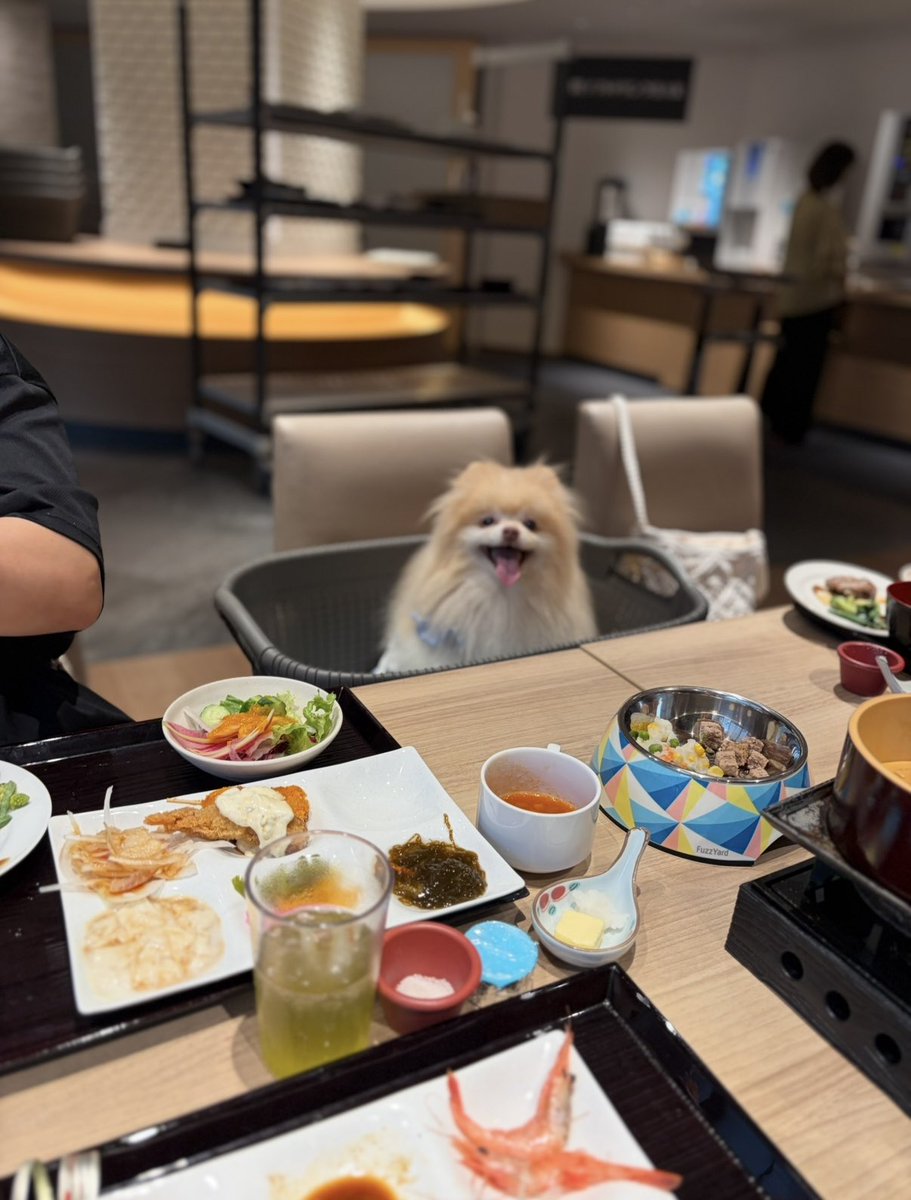 chonchonrinrin's tweet photo. 今回お泊まりしたのは
〖大江戸温泉物語
わんわんリゾート -那須塩原-〗 🥰
 #愛犬と旅行  #わんこ旅  #愛犬と旅 
 #愛犬  #ポメラニアン https://t.co/JZgecnmqgC