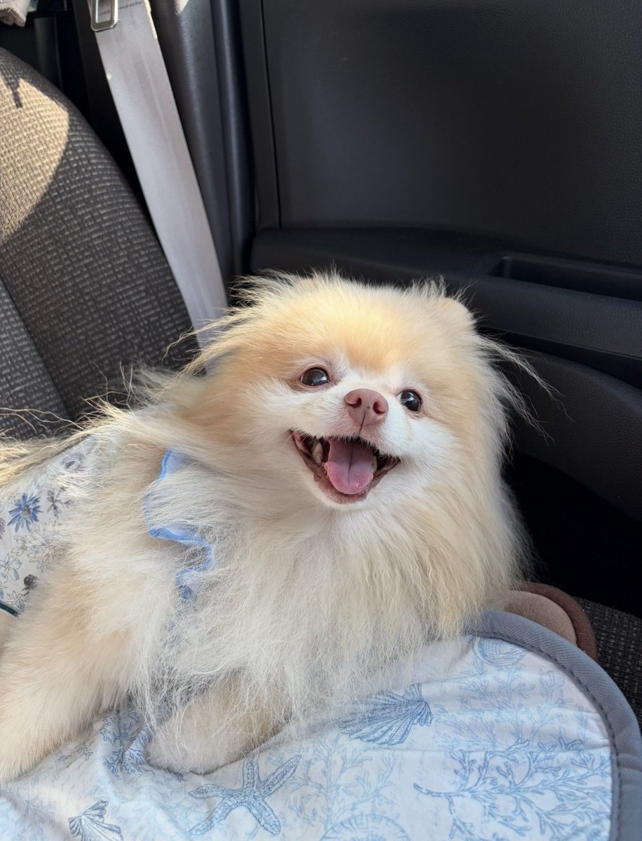 chonchonrinrin's tweet photo. ゆらちゃん可愛いすぎる🤭💕
 #愛犬  #わんこ  #愛犬と旅行  #わんこ旅
 #愛犬と旅  #ポメラニアン https://t.co/5LW0QdvewP