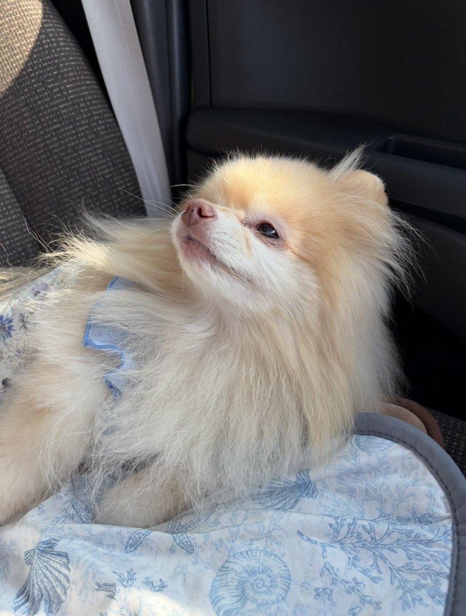 chonchonrinrin's tweet photo. ゆらちゃん可愛いすぎる🤭💕
 #愛犬  #わんこ  #愛犬と旅行  #わんこ旅
 #愛犬と旅  #ポメラニアン https://t.co/5LW0QdvewP