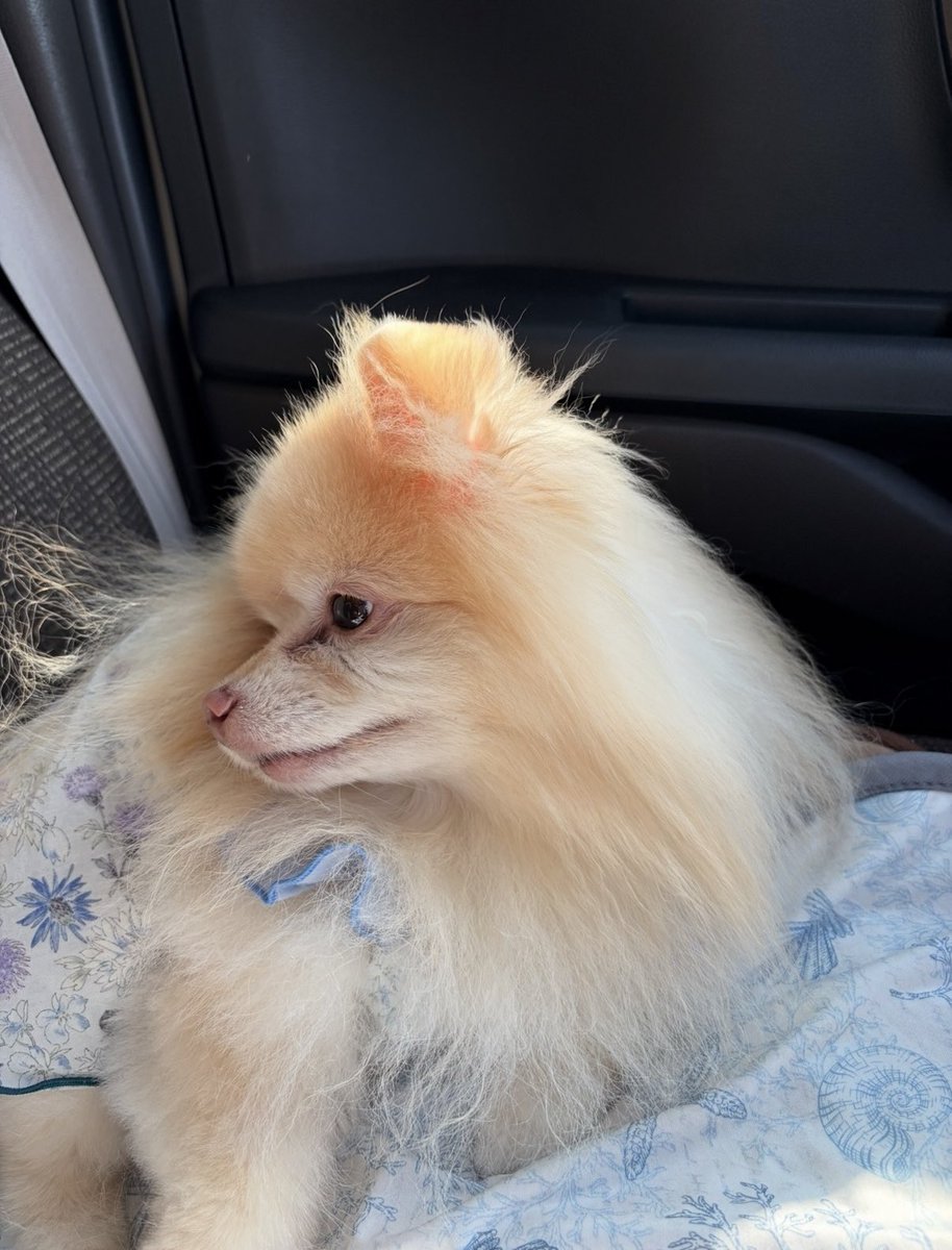 chonchonrinrin's tweet photo. ゆらちゃん可愛いすぎる🤭💕
 #愛犬  #わんこ  #愛犬と旅行  #わんこ旅
 #愛犬と旅  #ポメラニアン https://t.co/5LW0QdvewP