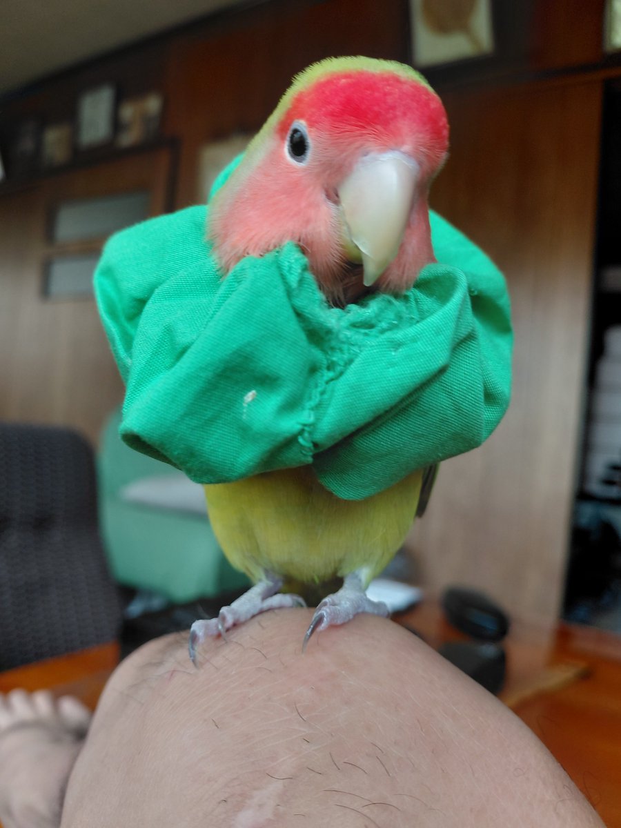 koji19620106's tweet photo. おはよう～✴️
ブースカ～今日も暑くなるみたいだよ😅🐥💖💕☀️ https://t.co/bJcwvaliLb