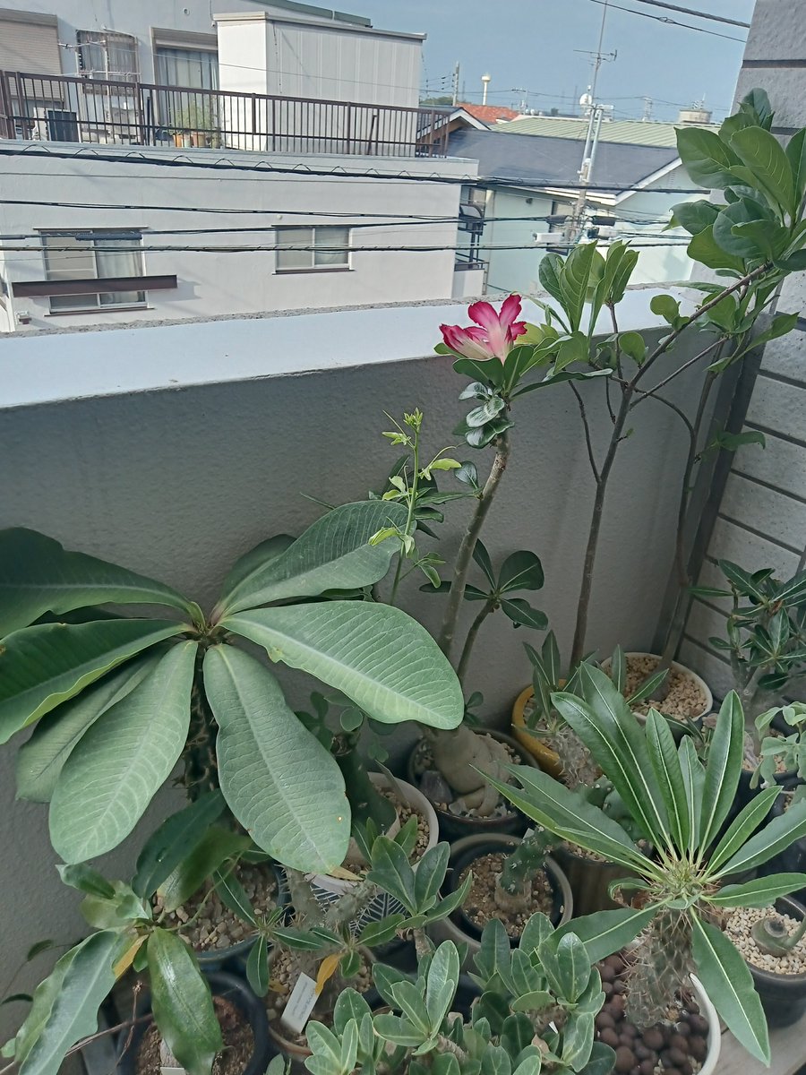 S08081222's tweet photo. うお〜!!2年ぶりに、アデニウムの花が咲いたぜ!!
嬉しい〜

そして人生初、あの映画レオンのマチルダが持っていた植物アグラオネママリアも花咲いた https://t.co/OPZ7vzUAAc