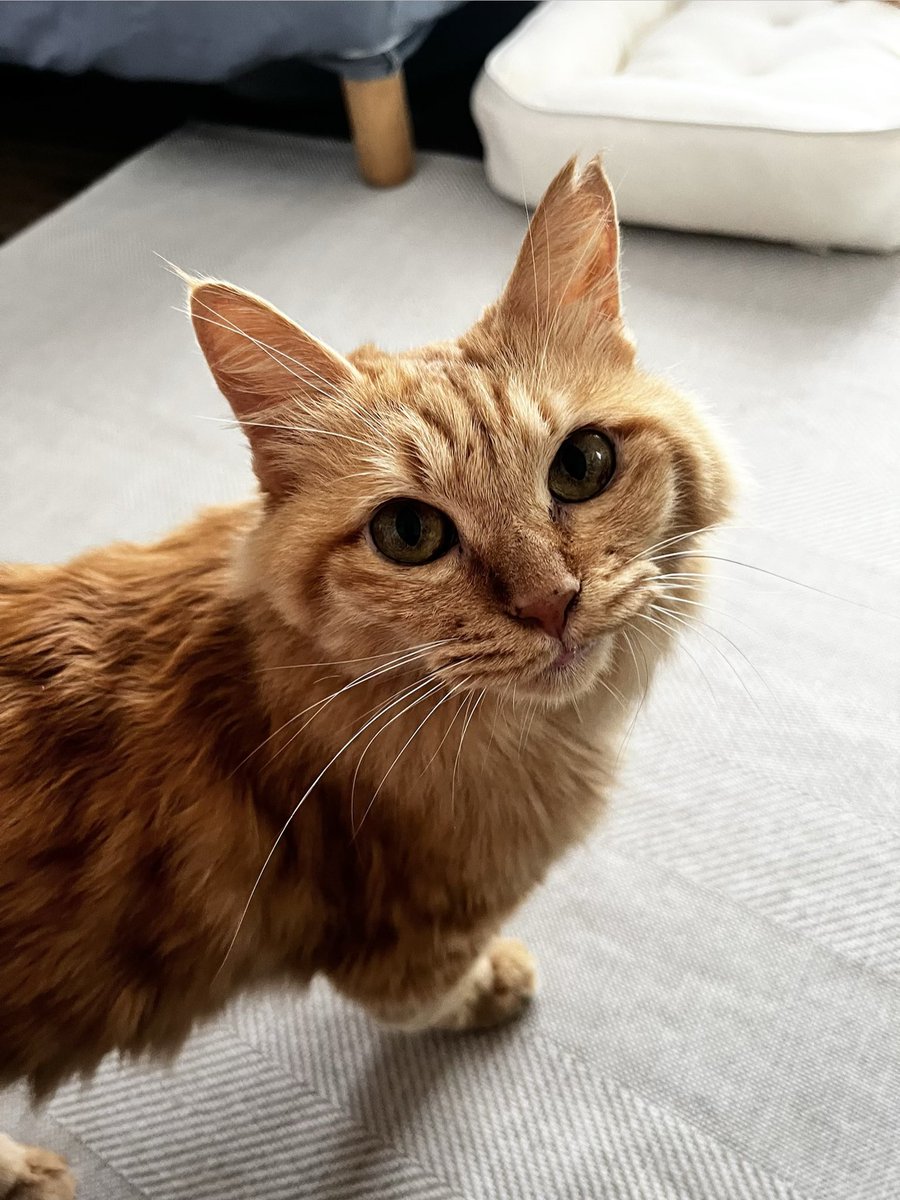 ruruchachako's tweet photo. チャチャコのモーニングルーティン
朝ごはん
↓
ベッドの下に潜って寝る
↓
水分補給
↓
家主の横へ来てブラッシングを要求
↓
寝る
↓
お尻トントンを要求
↓
寝る

働く人間からみても憧れのルーティンです https://t.co/GqWoIb9bxi