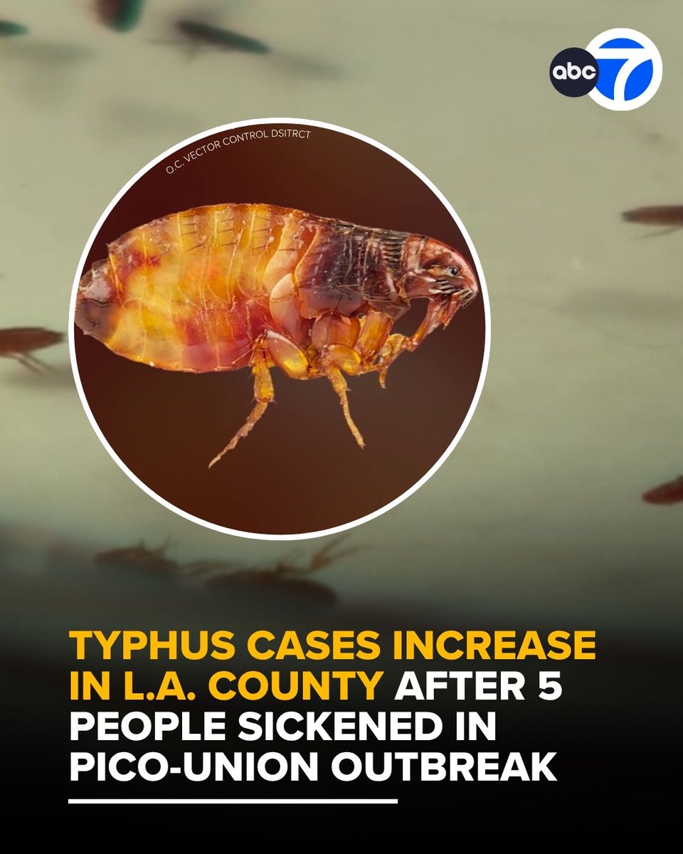 ABC7's tweet photo. Los Angeles County health officials reported a localized outbreak of flea-borne typhus in the Pico-Union neighborhood, where five people have become ill this year.

Read more at https://t.co/38UaLyp1nE https://t.co/MxQR6gMhJV