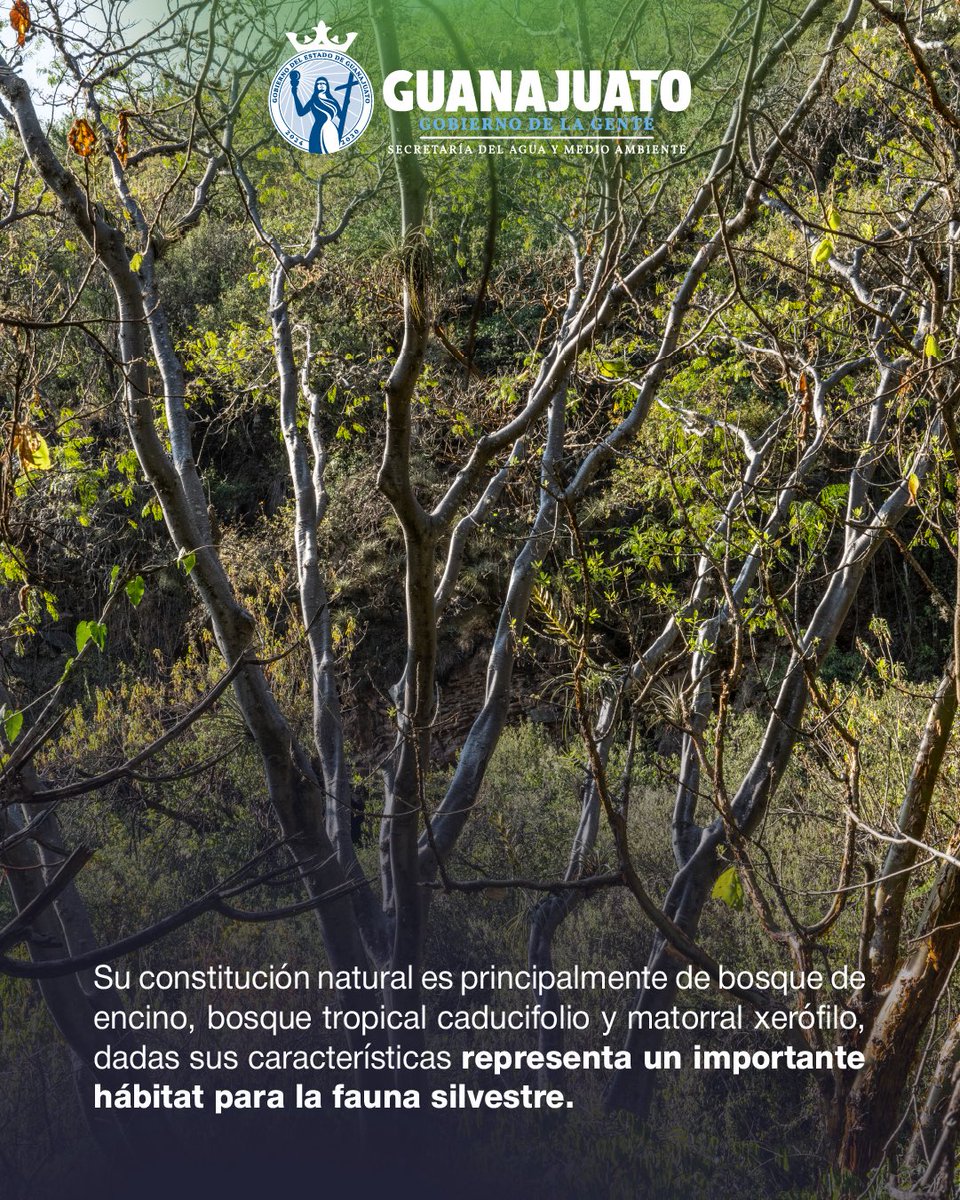 aguagobgente's tweet photo. Hoy es el cumpleaños de los Cerros El Culiacán y La Gavia.🎉

En Celaya, Cortazar, Jaral del Progreso y Salvatierra encontramos esta ANP que es fuente de recarga de los mantos acuíferos.⛰️

Estamos celebrando su XXIV aniversario como Área Natural Protegida, ¿ya la conocías? https://t.co/JdNOyLqdxB