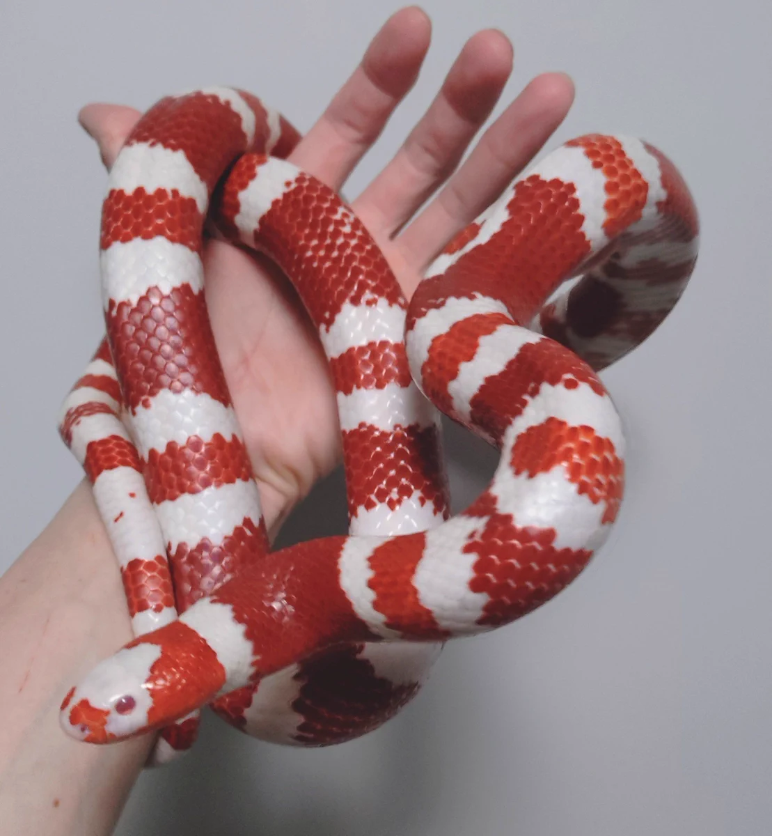 Random Snake Facts på X: 