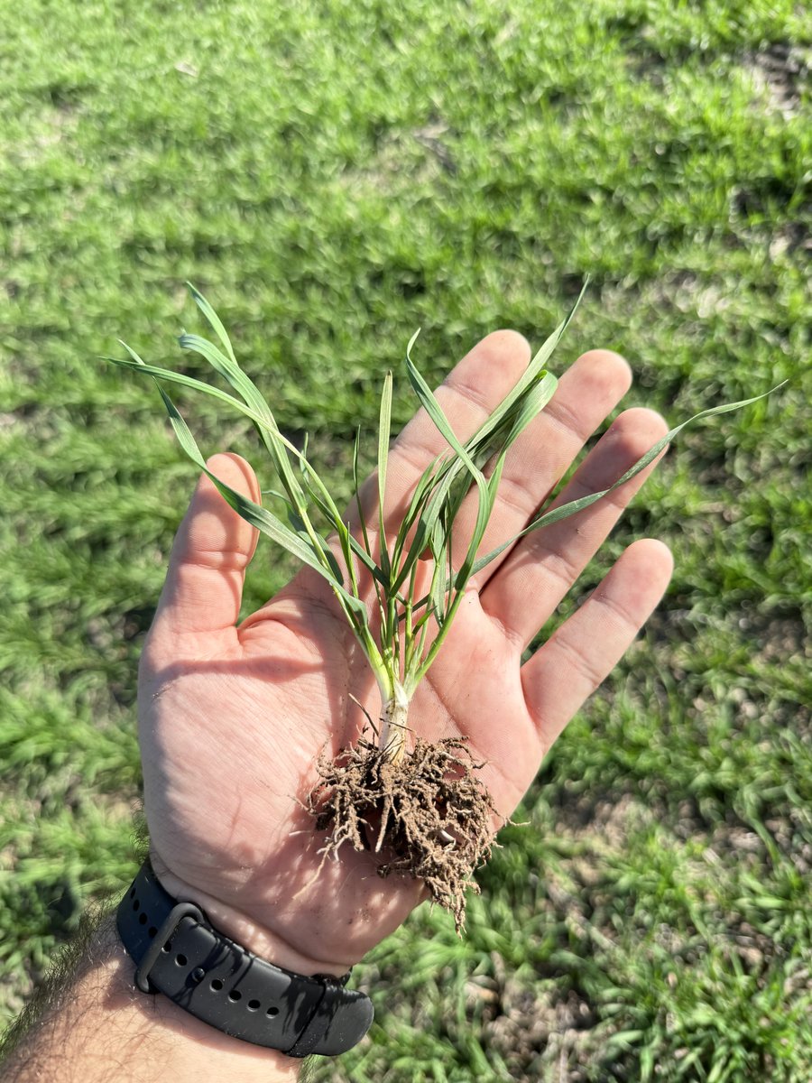 _RafaelGarello's tweet photo. Dm Casuarina 🌾🌾
F.s: 26/05
Fert.: 80kg MicroEssentials SZ en linea + 130 kg Urea en Z2.2
Pinta otro gran año para los trigos💪🏼💪🏼 https://t.co/91hhI5BIVT