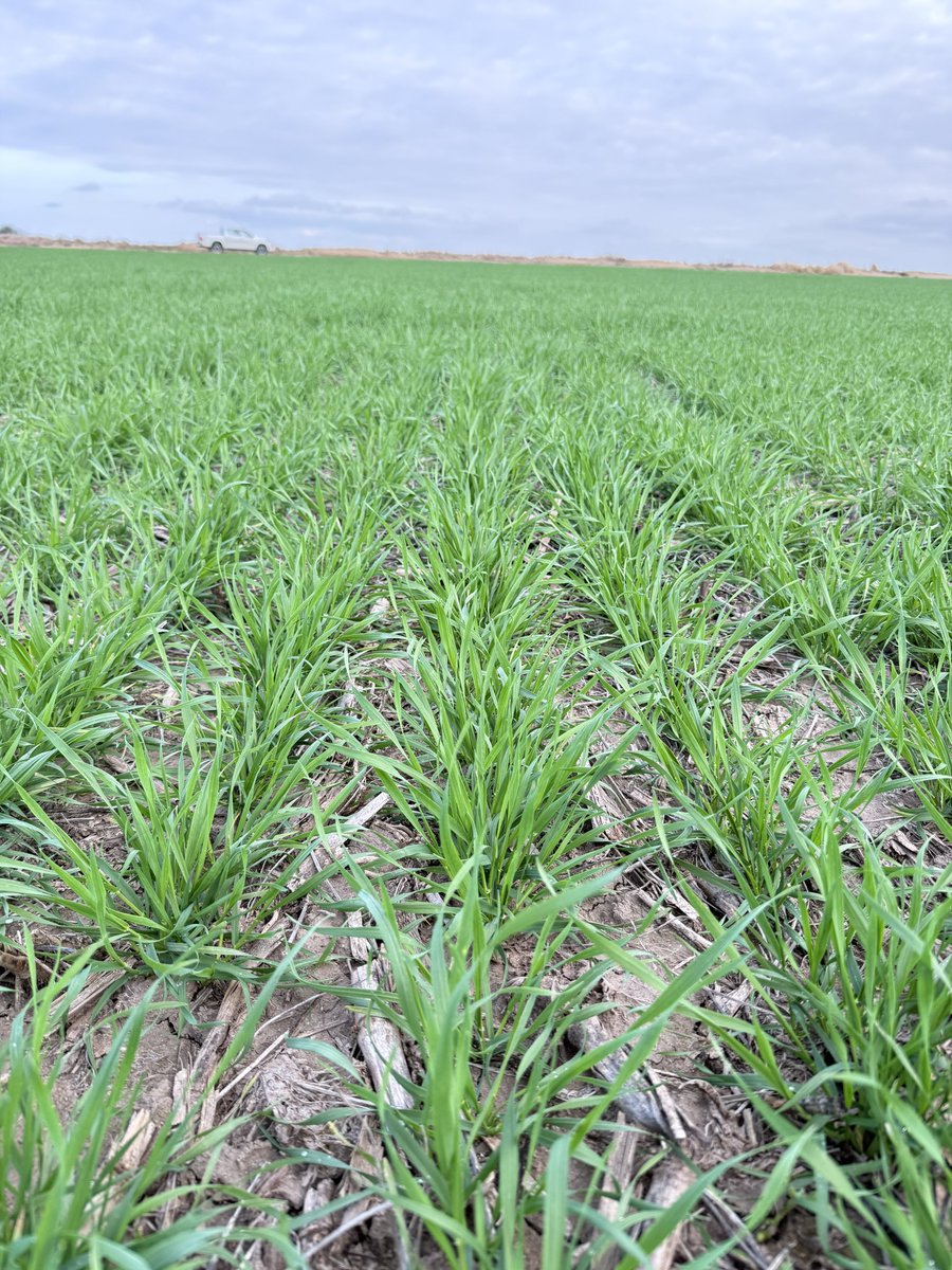 _RafaelGarello's tweet photo. Dm Casuarina 🌾🌾
F.s: 26/05
Fert.: 80kg MicroEssentials SZ en linea + 130 kg Urea en Z2.2
Pinta otro gran año para los trigos💪🏼💪🏼 https://t.co/91hhI5BIVT