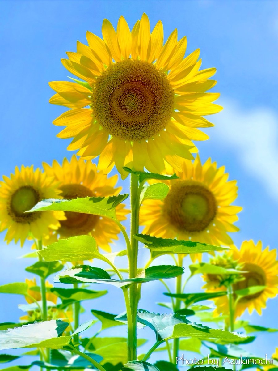 azukimochi_3rd's tweet photo. 太陽の子🌻*:･ﾟ https://t.co/irvqU6L8v1