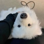 Photo by samoyed daily ☁️ (@SamoyedsDaily)
