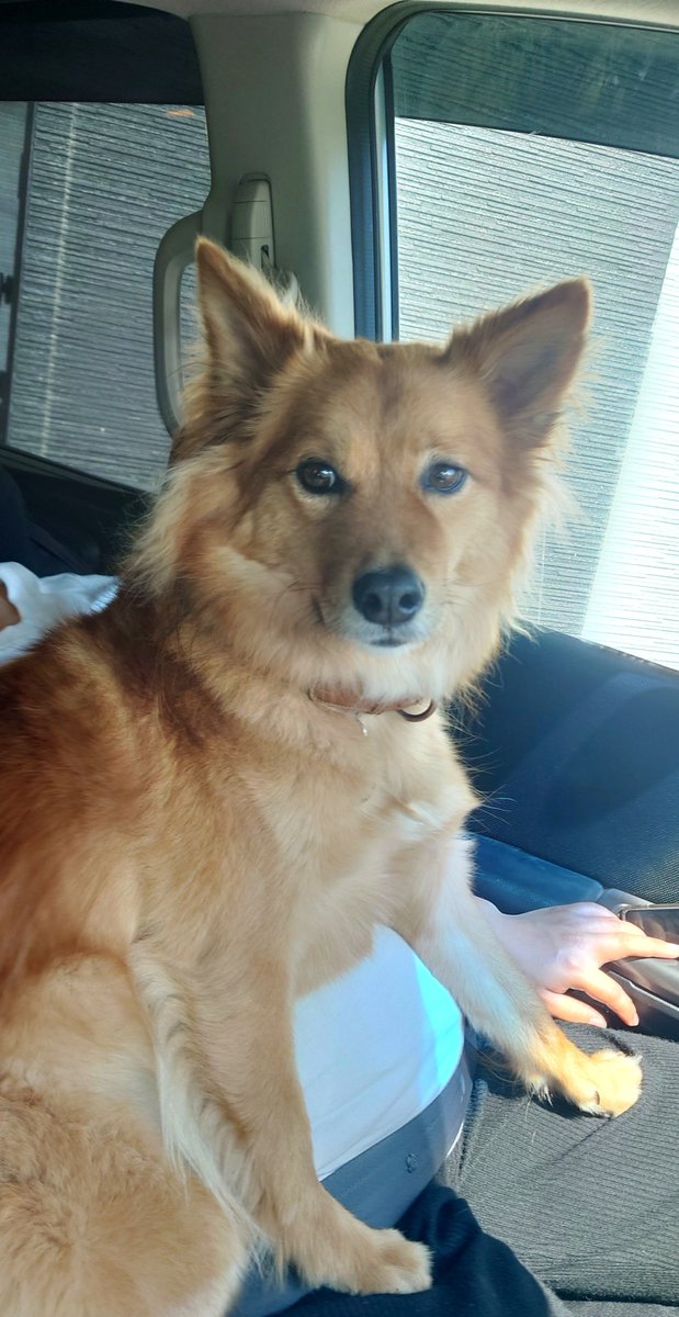 iwa_curl's tweet photo. ガーディアン犬 https://t.co/JISH0MuuEy
