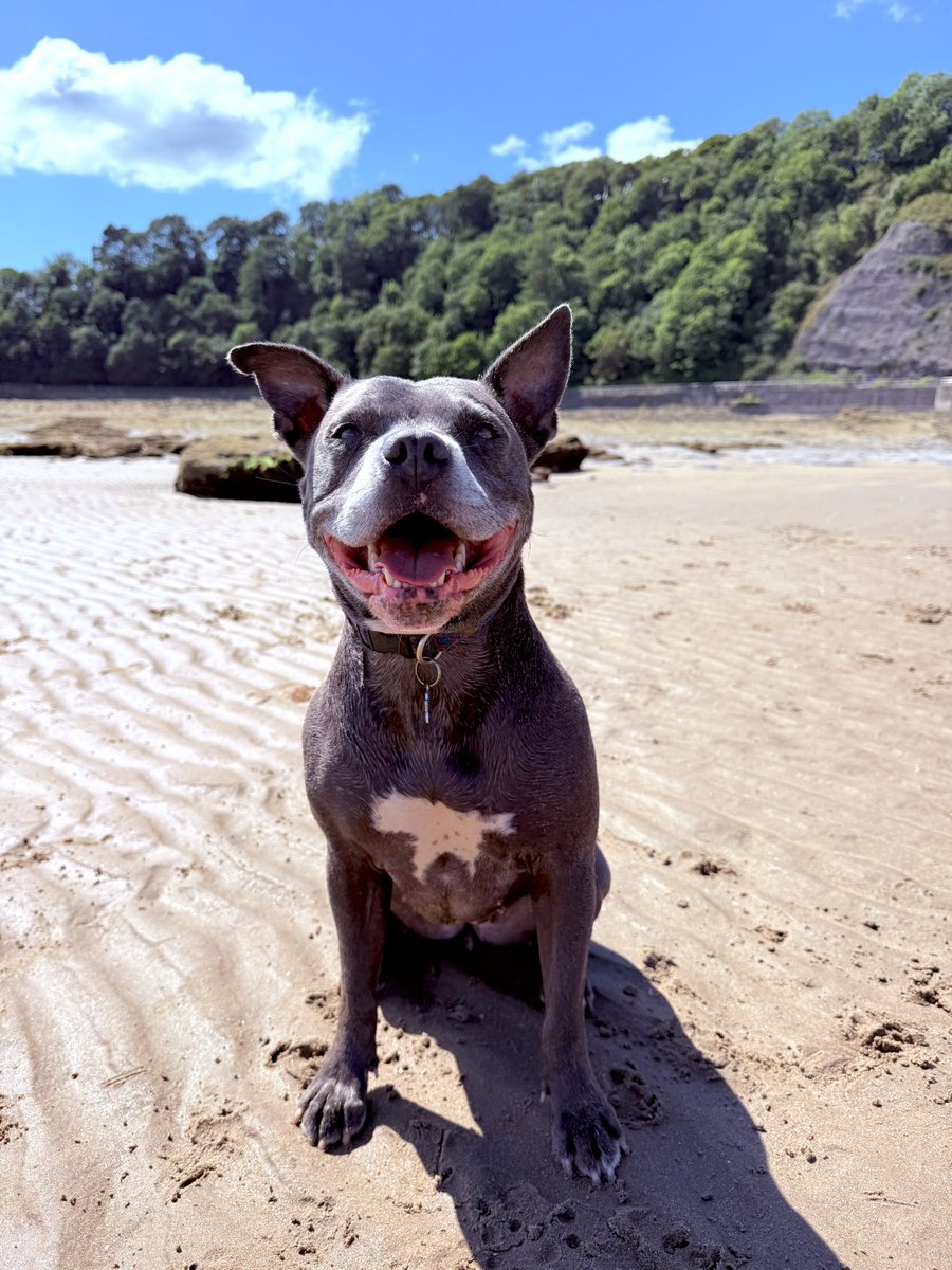 IsaMary2021's tweet photo. I’ve had the bestest day at the beach. Please Mum, Can we do it all again tomorrow? 🙏❤️❤️
#IsaMary #BeachBabe #Holidogs #Wales 🐾🐾🏴❤️ https://t.co/9Q7nRNxQ2R