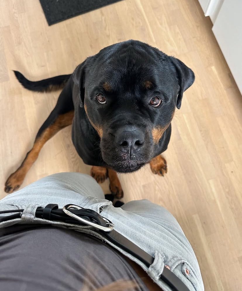 knottySuzy's tweet photo. Serious subscribers only should message me on telegram https://t.co/f9b2TDTjun 

Channel 🔗 https://t.co/tzb6Uthu2c

#spiderman #AUSubmit #USA #germany #dogs #doglovers https://t.co/IjScIbkS2j