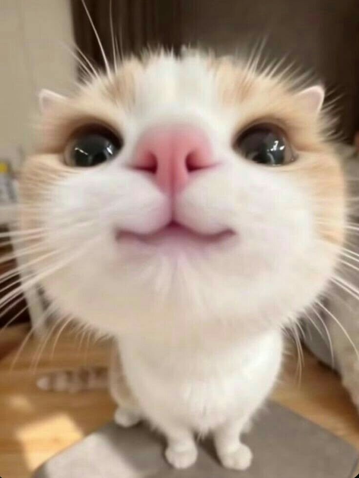 twaniimals's tweet photo. https://t.co/BuzHlbsQsj