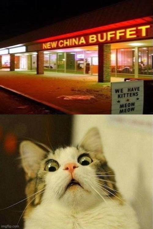 ClintK64's tweet photo. Free Cat! #TheOfferICantRefuse https://t.co/G4uBr7V5ZD