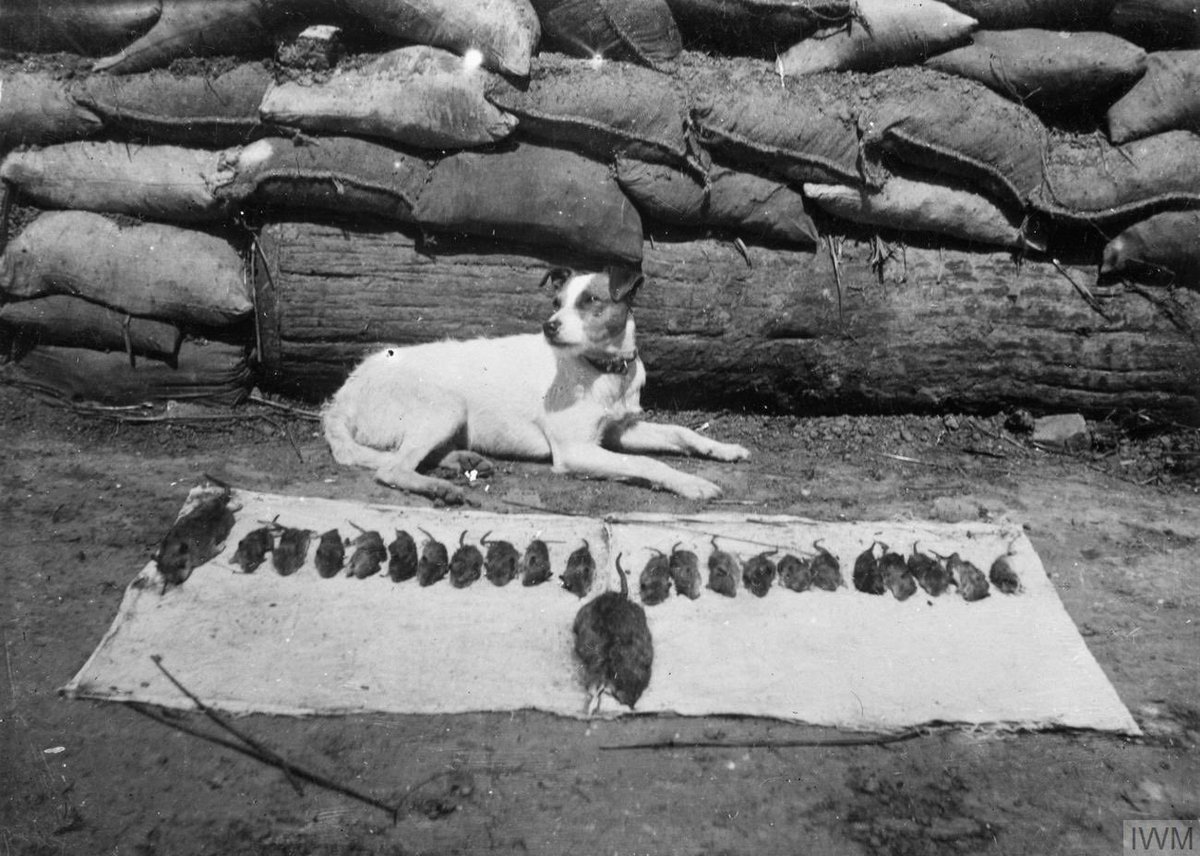 Kaphra98's tweet photo. @samcyrcas @leafzproduction Terriers and ferrets were trained to do the same job more efficiently, and unlike cats they won’t also hunt and kill beneficial species like birds, bats and reptiles. https://t.co/kl8yvCQkgw