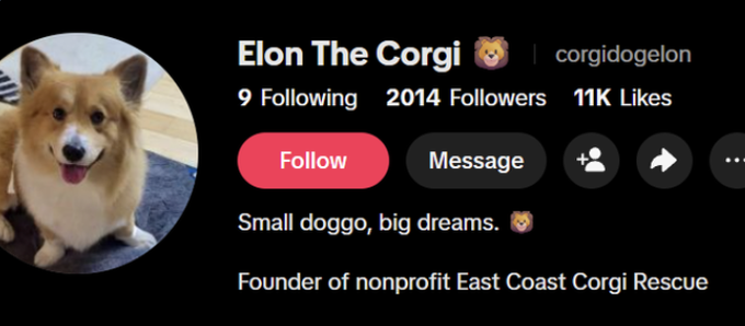 OhGeesyNFA's tweet photo. Corgi named "Elon" is going viral on TikTok and HE LITERALLY HAS A CHARITY IN HIS BIO    

He's the founder of ECCR, donating fees   

THIS IS A GIGA NARRATIVE?  CUTE DOG NAMED ELON + CHARITY ON NATIONAL CORGI DAY!

https://t.co/tah40BhQoO
https://t.co/Jdxbzh7gYQ https://t.co/qNBOUbYR9R