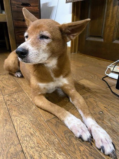 gY2TiUbn6e8e6KL's tweet photo. 令和8年熊本地震
🐶🆘【#熊本県迷子犬】🎈
🔷2026.7.28
🔴熊本県宇城市松橋町の自宅から
「ココアちゃん♀」が迷子になっています🐾
🍀28日の熊本地震の影響で、自宅から逸走しています。
皆さまのご協力をお願いします🙇‍♂️ https://t.co/WW9KxLxbiB
