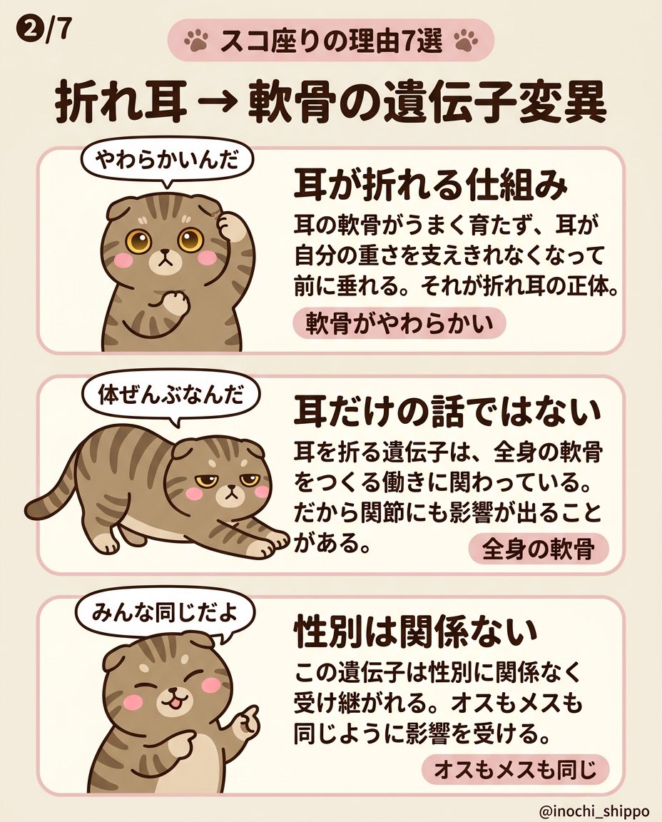 inochi_shippo's tweet photo. スコ座り、かわいいポーズだと思われがちですが、関節が痛くて普通に座れないサインのことがあります。

折れ耳をつくる遺伝子は、全身の軟骨に関わる遺伝子と同じもの。

図解7枚にまとめました。

うちの子スコ座りする、という方はブックマーク推奨です。 https://t.co/iMKicCXX7O