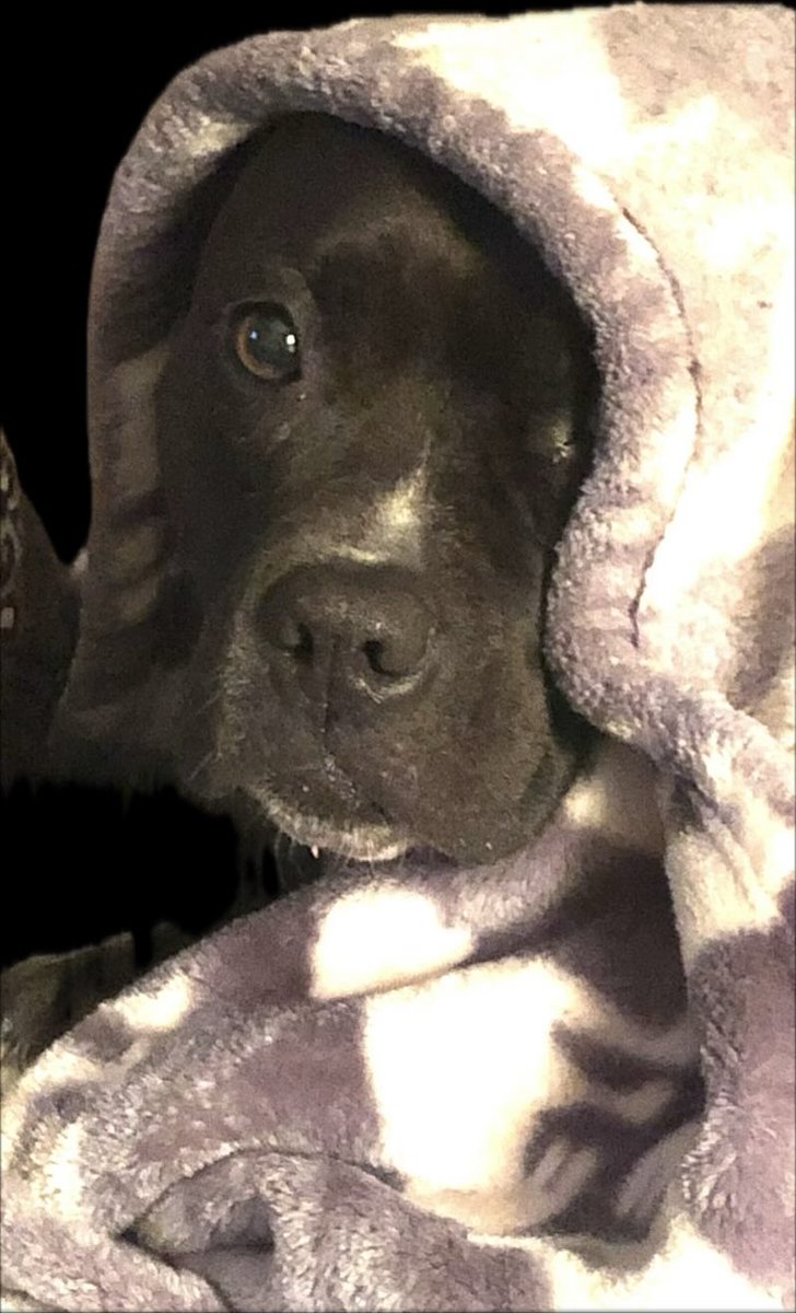 NancyRo77555853's tweet photo. @GinaSaysSo I miss my Sofie every single day and will the rest of my life. https://t.co/bEQPbVn1uF
