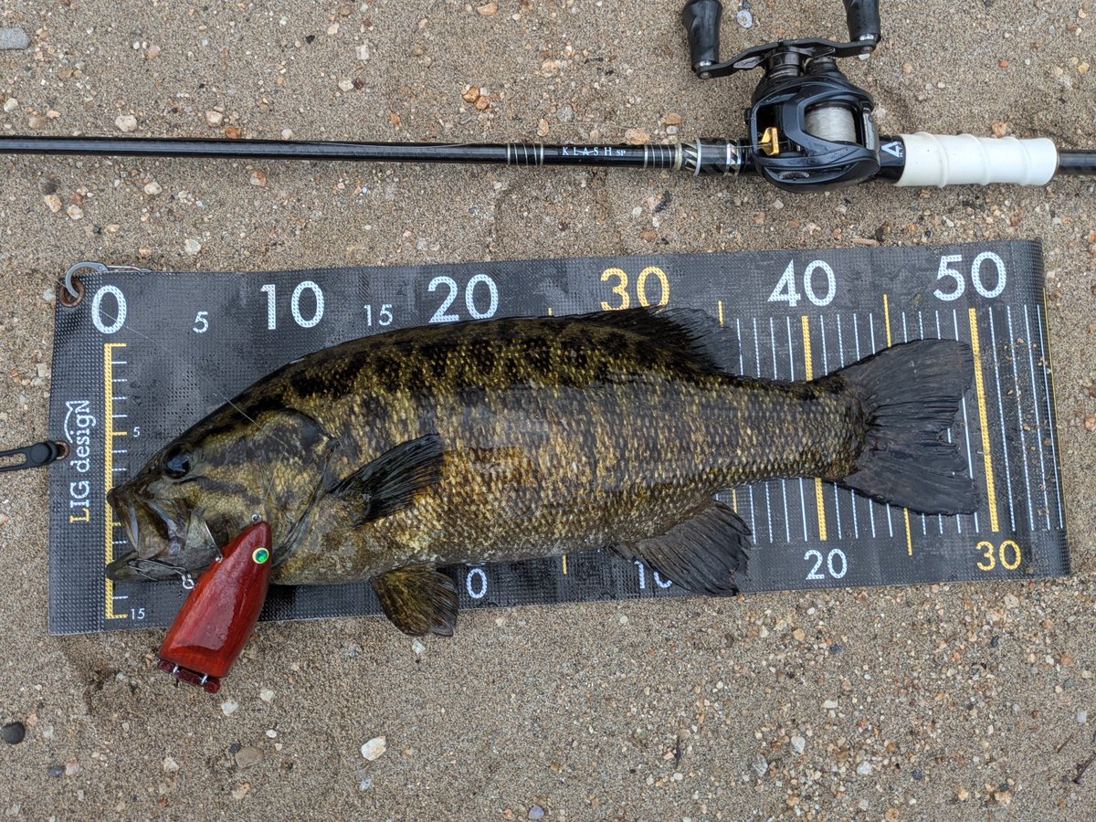 ikatamu's tweet photo. KLASHSPでの川スモールに自作ルアー縛り🎣
赤いパドックを投げて狙ってたら💥
50cmの綺麗な模様のスモールでした🙌

ADDiCTiON  #KLASHSP 
#パドック 赤い木 
140mm 2.1oz
ビッグベイト #ジョイントベイト 
#自作ルアー ルアー制作 Woodlure 
ハンドメイドルアー  handmadelure 
#スモールマウスバス https://t.co/gpasEaZdIh