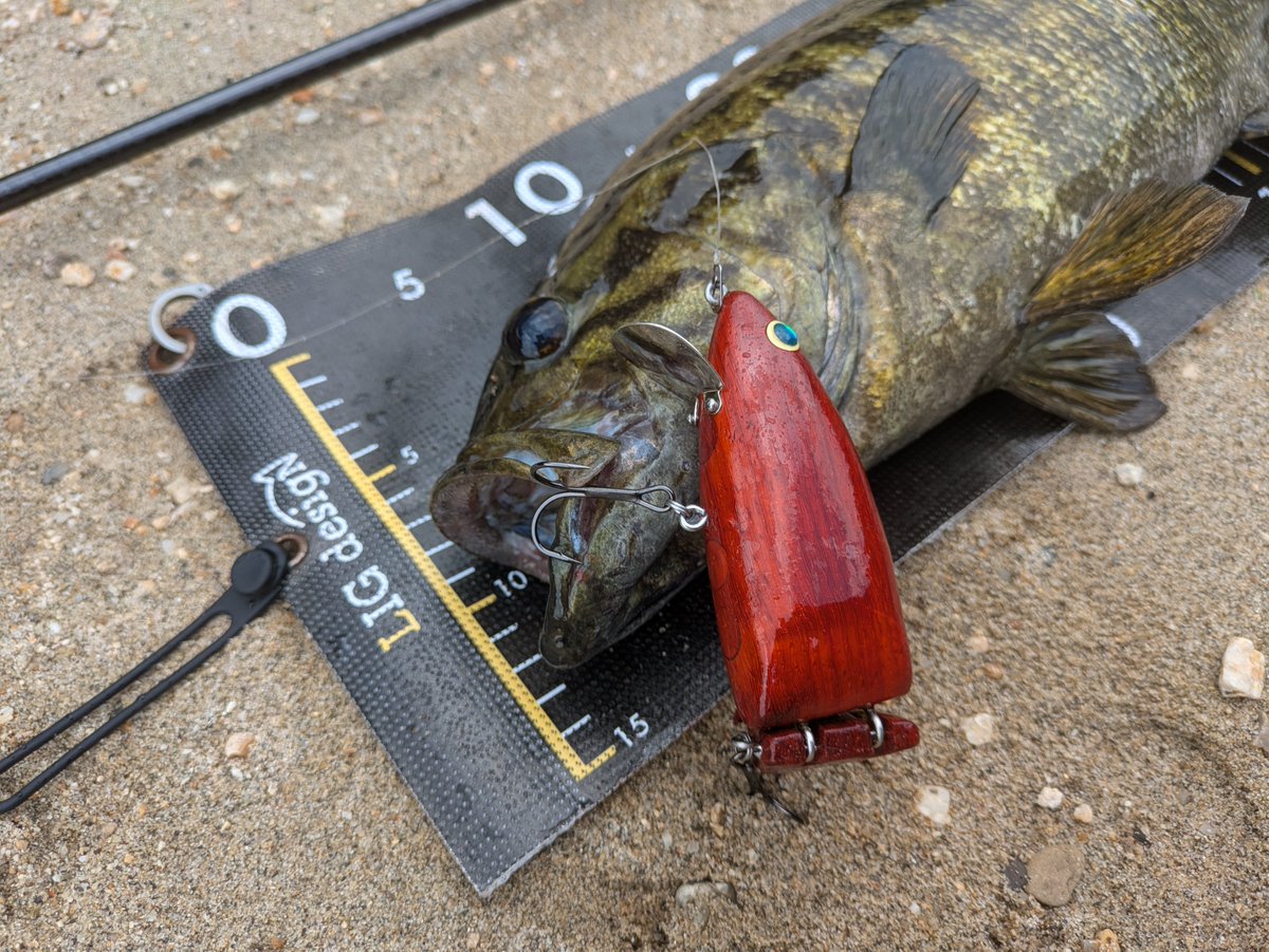 ikatamu's tweet photo. KLASHSPでの川スモールに自作ルアー縛り🎣
赤いパドックを投げて狙ってたら💥
50cmの綺麗な模様のスモールでした🙌

ADDiCTiON  #KLASHSP 
#パドック 赤い木 
140mm 2.1oz
ビッグベイト #ジョイントベイト 
#自作ルアー ルアー制作 Woodlure 
ハンドメイドルアー  handmadelure 
#スモールマウスバス https://t.co/gpasEaZdIh