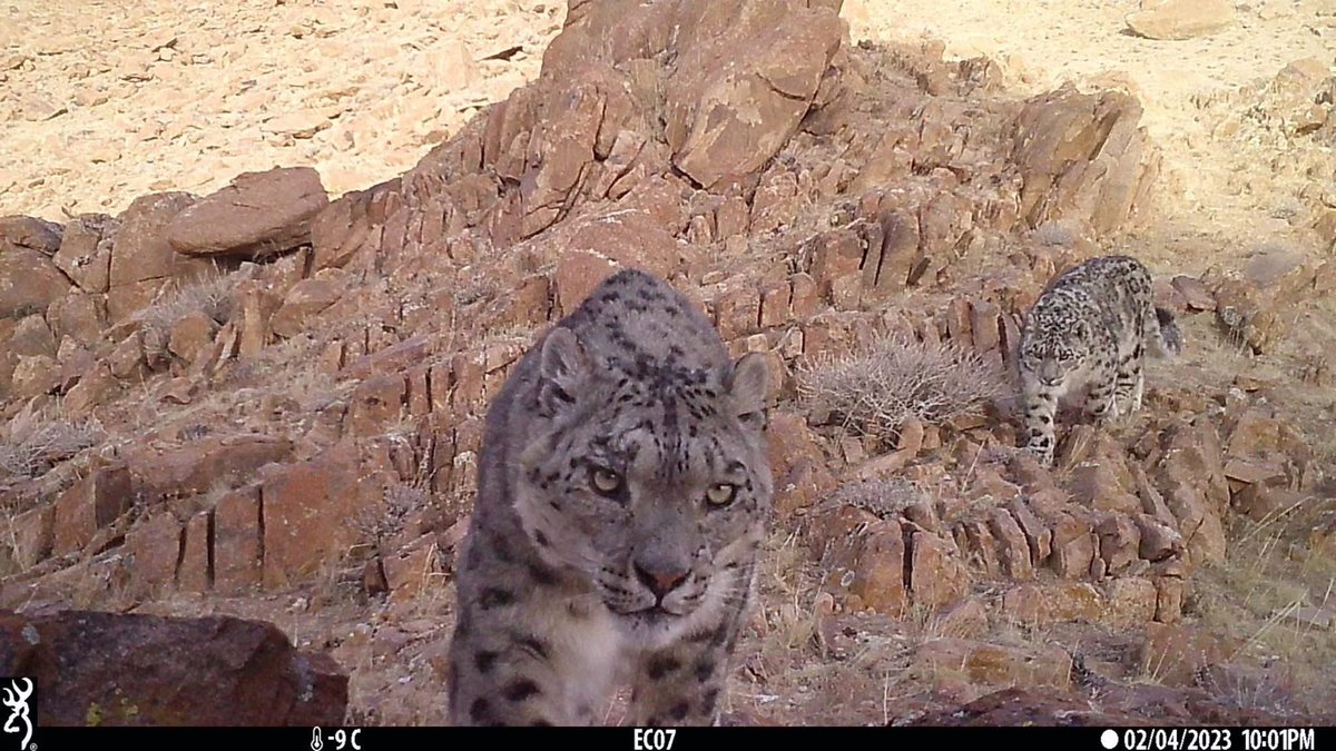 Trail_Cams's tweet photo. https://t.co/aetw5AFzmU