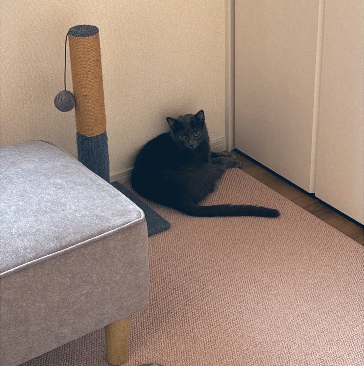 neko_days's tweet photo. 夜、部屋の隅の床で寝てる事がたまにある。ここを好んでるんだろうけど、一番理解しにくい寝床です。

ここはそっとしておきましょう…😌 https://t.co/OrAXoXMh6i