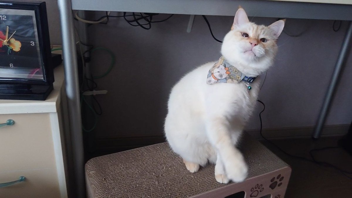 SskNo1's tweet photo. 飼主とオモチャで楽しく遊ぶ、猫のコタロー君です。

2にゃんネルのYouTubeチャンネルはこちら→( link: https://t.co/f1qKlNWuMN)  #猫 #ねこ #ネコ #猫のいる暮らし #猫好きさんと繋がりたい #cat #保護猫 https://t.co/oMIK2YGaiA