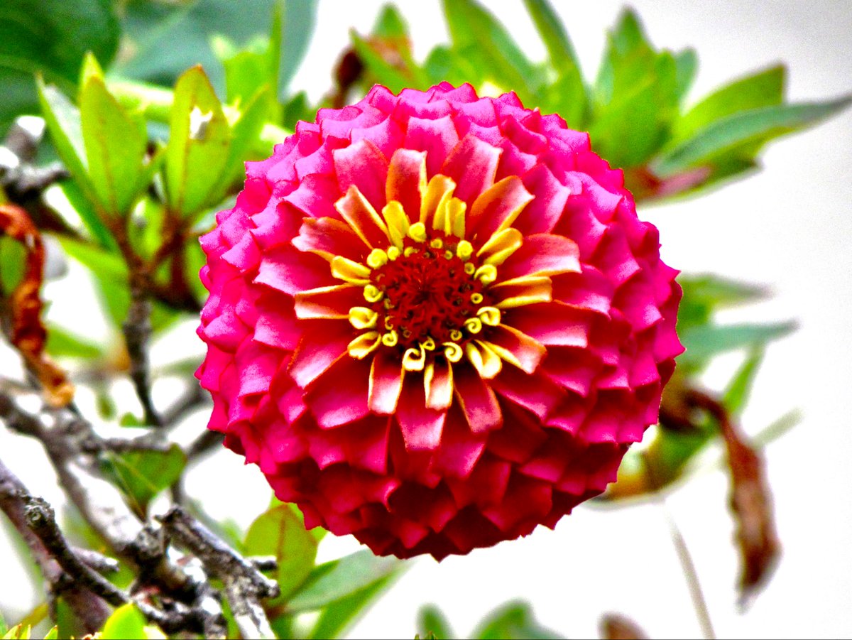s31422's tweet photo. おはようございます😊〜曇天〜

蓮の花　　百日草
山吹　　　鉄線 https://t.co/Vt15ZSxYZQ