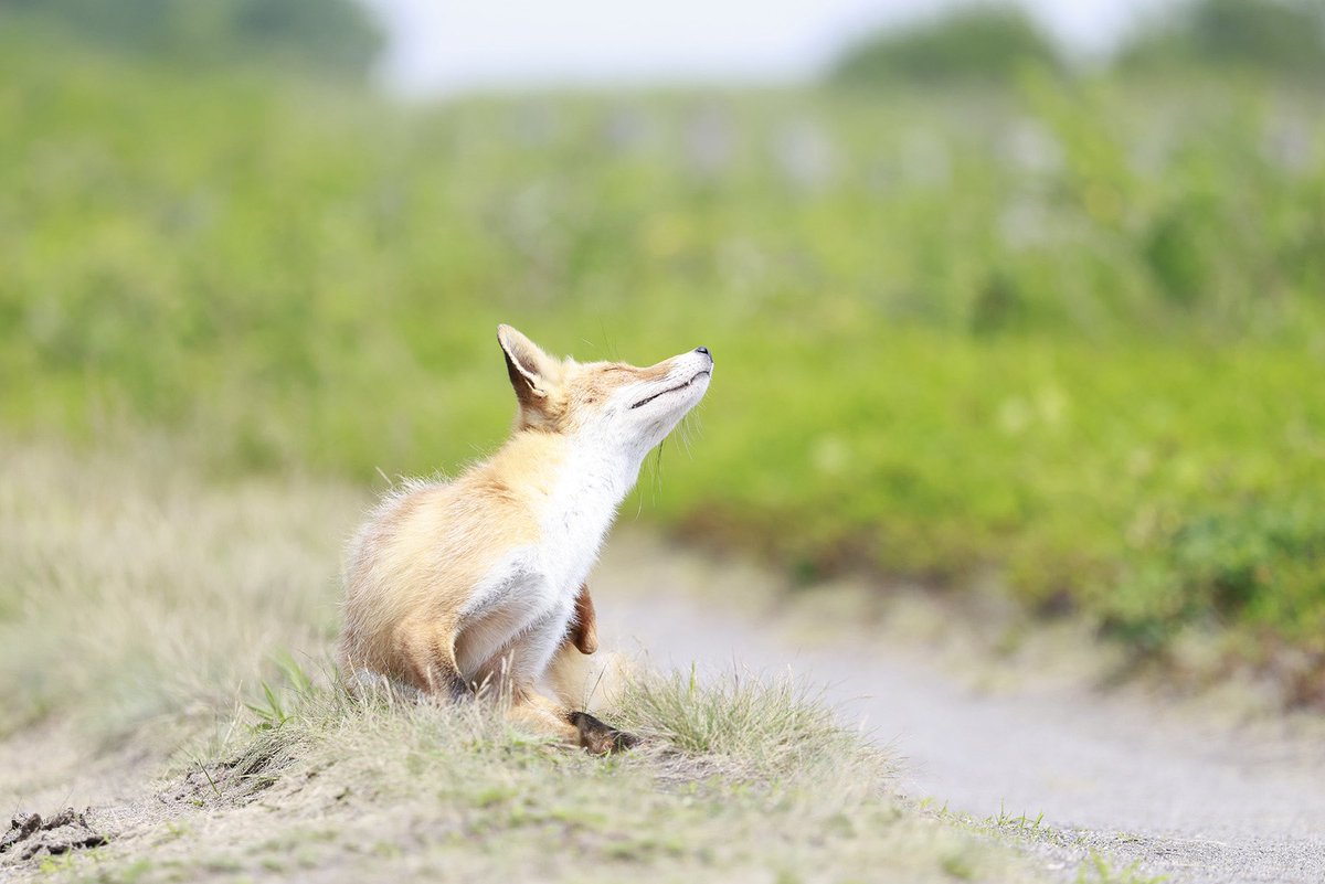 prettynkn1964's tweet photo. ふぁ～あ…眠っ…
あ～、痒ぅ～
 
さ、メシ探そ…🦊

どちら様も良い週末を✨

#浦幌町
#十勝
#北海道
#hokkaidolove
#tokyocameraclub https://t.co/3fLgADjESa