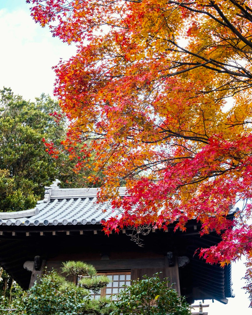 紅葉 - Search / X