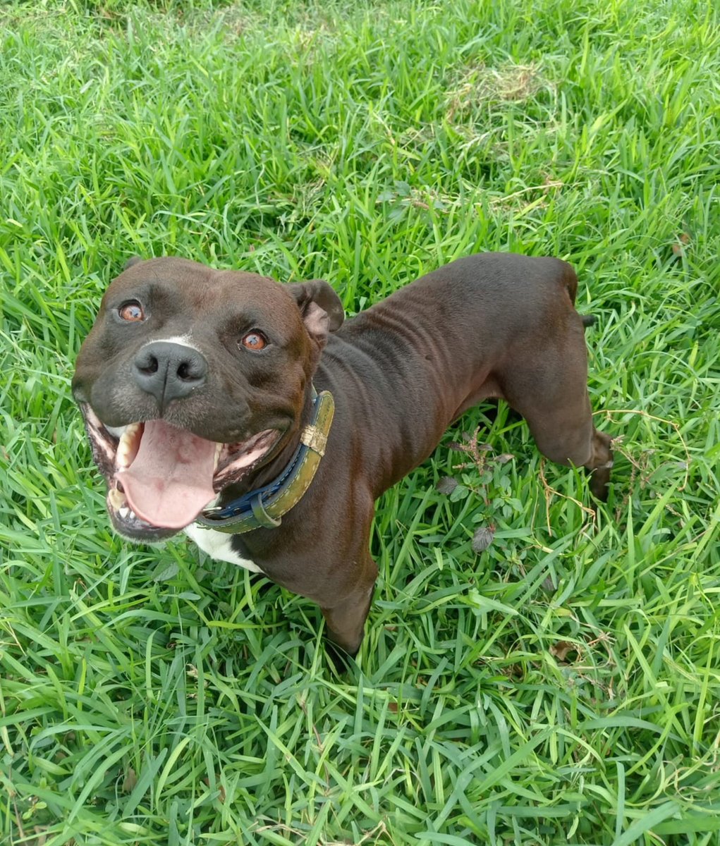 rommyb's tweet photo. MIX STAFFORDSHIRE TERRIER EN ADOPCIÓN RESPONSABLE
Nos piden apoyo en difusión de este pequeño cuya familia ya no puede tener 😥 Dos años, muy amigable y juguetón con otros perros, pero no le gustan los gatos. Info al 980522593, Rubén.
Apóyalo con RT https://t.co/6J7k7XWQ8M
