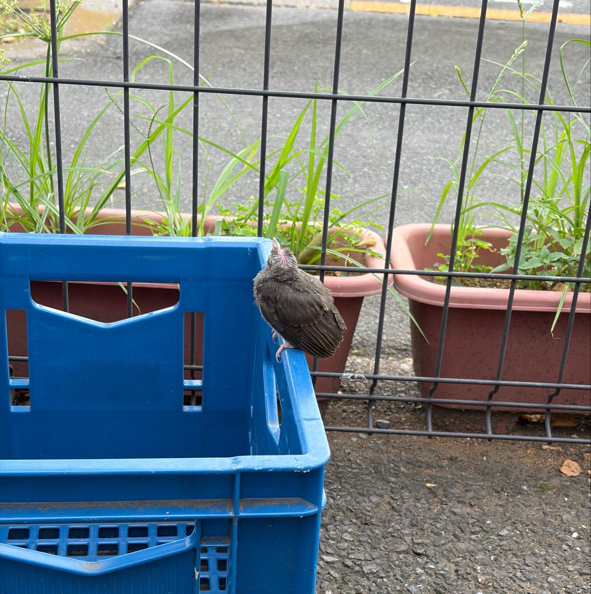 peka_plants's tweet photo. 親鳥が心配そうに見にくるけど小さすぎて連れて帰れない。自分も助けてあげたいけど何もしてあげれない。めっちゃ親鳥の事見てる😭 https://t.co/MV2Jyo8U0X