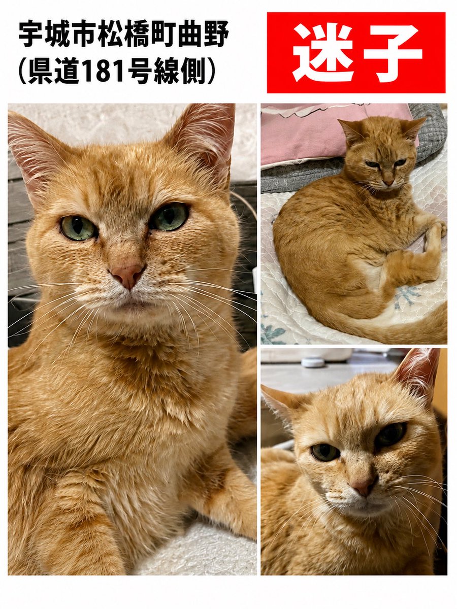 maigo_pet00's tweet photo. 🚨 迷子猫を探しています 🚨

宇城市松橋町曲野（県道181号線側）で猫が行方不明になっています。

【特徴】
・名前：なかちゃん
・シニアの女の子
・茶トラ
・後ろ足が1本なく、3本足で歩きます

特徴のある猫ちゃんなので、お近くで見かけた方は、無理に追いかけず、場所や時間などの情報をお知らせください。

目撃情報・ご連絡は
Instagram @nyawan_kumamoto までお願いいたします。

一日でも早く、大切な家族のもとへ帰れますように。