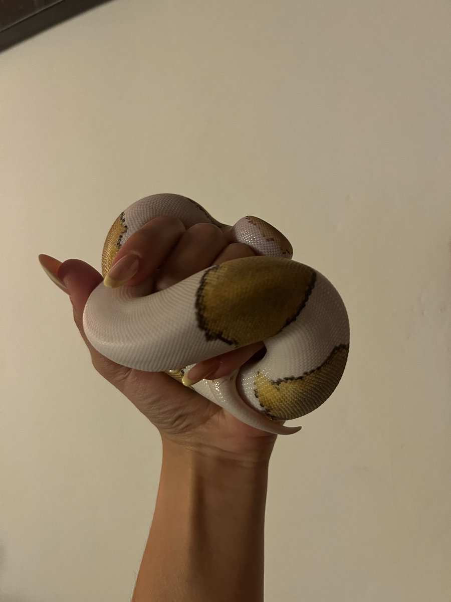 pothosmuse's tweet photo. 6 years later, here you have Björn 𓆙 https://t.co/ZakHZZSH2D