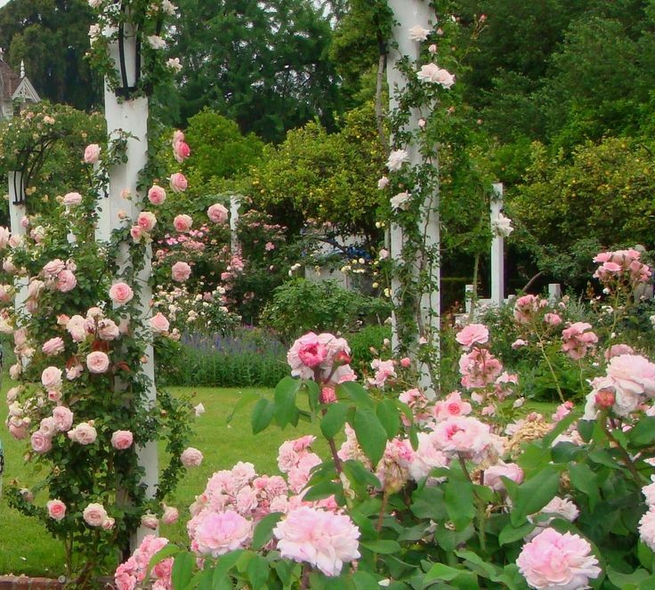naturehealyou's tweet photo. all need is a cottage house with a small garden https://t.co/pwekU6ZLzl