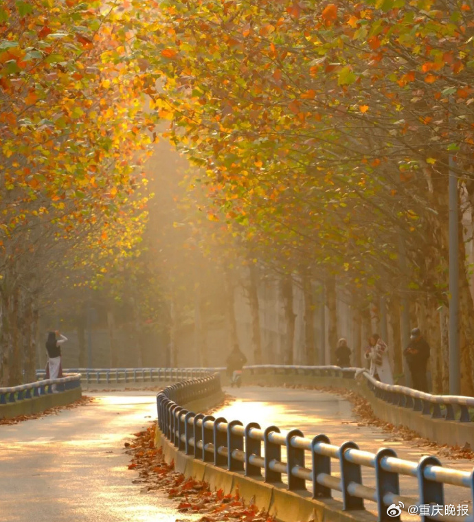 RobinMunoz22079's tweet photo. The first crisp autumn breeze just rolled in, and everything’s starting to turn gold https://t.co/TtieJ6edBM