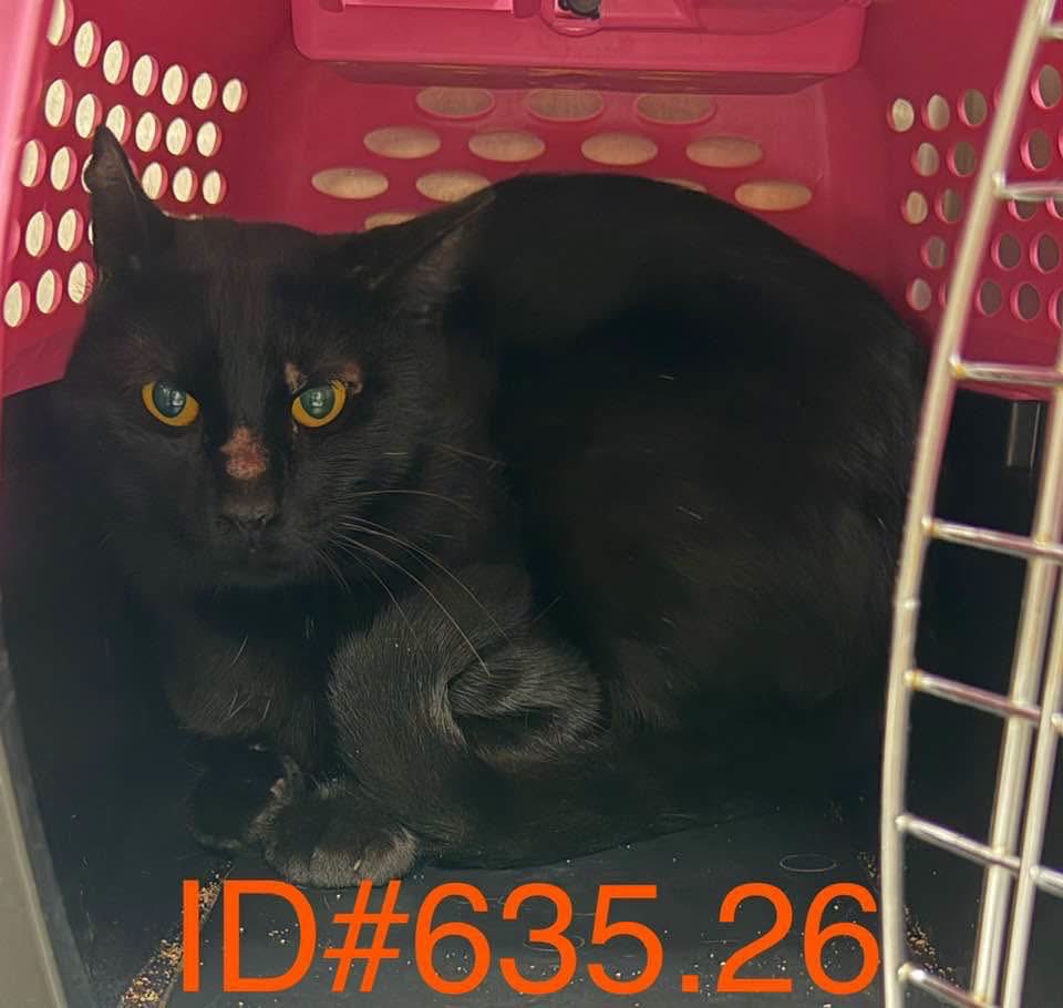 Disaster_Zones's tweet photo. #TexasFloods 

Found Kitty:

“Found on Everett St, Kerrville
Owner Reclamation Hold Over on 8/3/2026 at 10:14am

ID# 635.26
Domestic Short Hair 
Age, sex and weight currently unknown 

This cat is currently being evaluated and is available for rescue adoption only.
If you are interested in adoption please contact KCAC for availability.”

#Kerrville #Texas