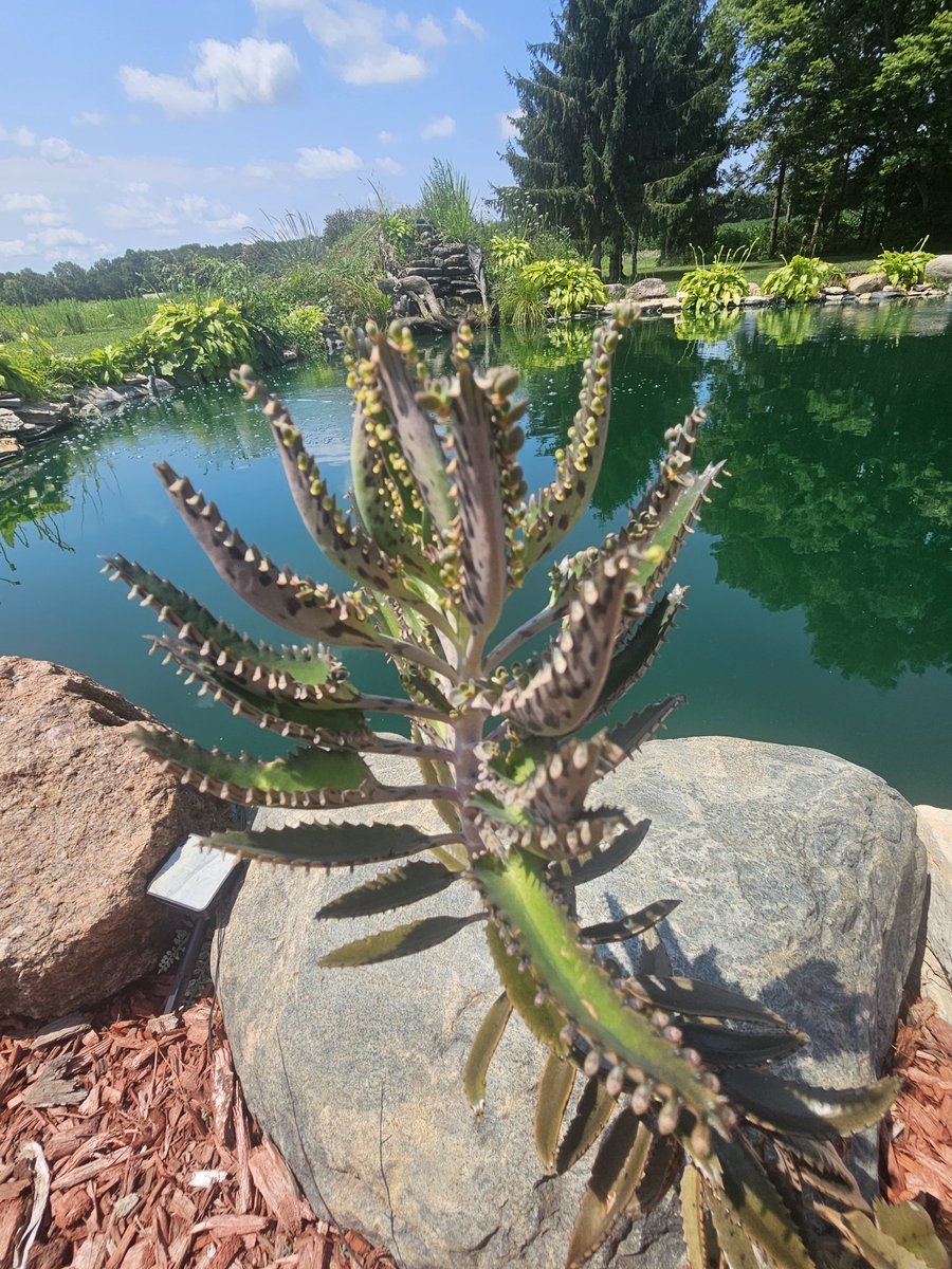 SecretaryFairy's tweet photo. Look at this little powerhouse...the Mother of Thousands. 🌿

​True to its name, one single plant quietly drops hundreds of tiny plantlets ready to grow, multiply, and take over. It’s efficient, it’s self-sustaining, and it produces massive results with zero extra fuss. ​Kind of like the right operational workflow in your business. 🧚‍♀️✨

​When you build smart systems, automated lead capture, clean CRM pipelines, and streamlined scheduling... you create an infrastructure that multiplies your efforts in the background while you focus on the big picture.

​💡 Today’s Tip: Don’t let manual administrative tasks eat up your growth potential. Plant the right digital automations today, and let them multiply your time and sanity tomorrow.

​#SecretaryFairy #BusinessAutomation #ThursATip #WorkflowAutomation #OperationsManagement