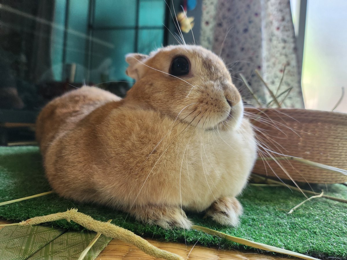 qkgpso4tQw85289's tweet photo. スフィンクスの真似🐰 https://t.co/jyMXSK9dRG