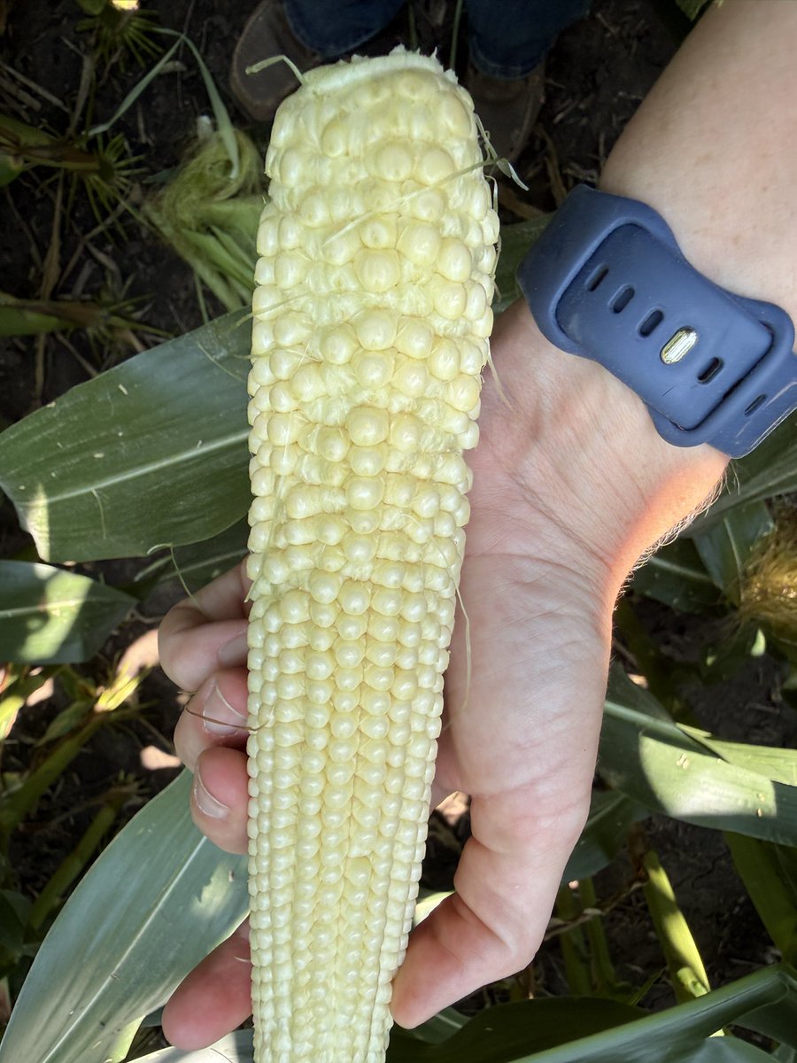 NicoleStecklein's tweet photo. Timing is everything. Starting to find fields with spotty pollination on the bottom 1/3 of ears. My theory: rapid GDU accumulation leading up to pollination pushed early silk emergence. Those bottom silks grew long, then were covered by the top silks, preventing pollination https://t.co/jPOz8bYui3