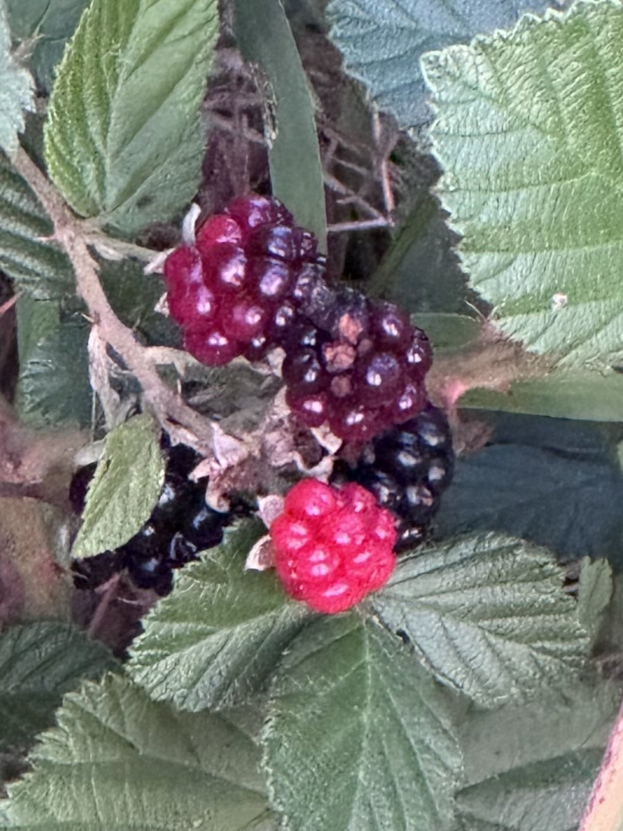 TheOtherLori's tweet photo. Fantastic 4 miles. Low humidity this time of year is rare & I enjoyed every second. Moon ending its shift while the sun was beginning & blackberries are turning. #runchat #chasingthesun #sunriserunner #nyctraining #foundontherun #miles4Mike https://t.co/O5xALCxYMs
