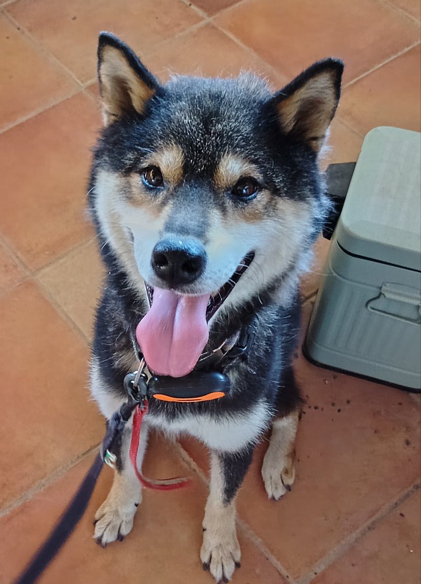 dogrunjoin's tweet photo. ７月３１日朝６時過ぎ、
藤枝ドッグランジョインの近所で
迷子犬 『黒柴メス』を保護しました。  
赤茶模様首輪と、黒い首輪装着 リードなし。 
人懐っこい。  
お心当たりありましたらジョイン携帯まで。

２６日から捜索中の周智郡森町の豆黒柴とは別の犬です。 https://t.co/4AAxO835Fl
