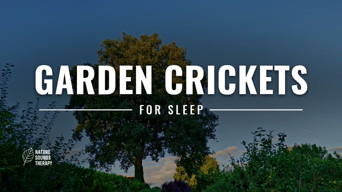 beerfest30's tweet photo. For sleeping tonight — 3 hours of garden crickets, no music, no fade. Tent pitched between flower beds and cucumber rows, oak at the edge. Level stays constant until full dark. #sleep #naturesoundstherapy

https://t.co/2L5lzBTiea https://t.co/dNp2YTYt0W