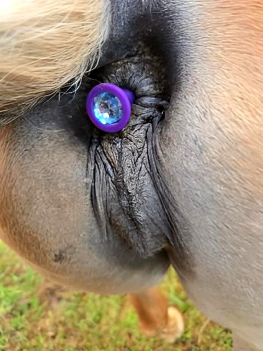 FeralKimX's tweet photo. Retweet if you want the temperature to keep climbing… 🔥🐎💪
#HorseGirlEnergy #WildRide
#SaddleUp #RideWithMe #EquestrianHeat #HorsePlay https://t.co/sl2FEQBBoV