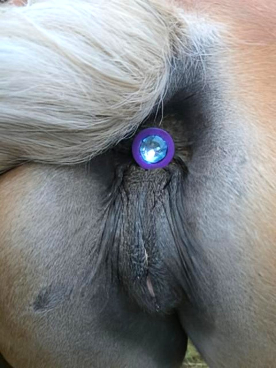 FeralKimX's tweet photo. Retweet if you want the temperature to keep climbing… 🔥🐎💪
#HorseGirlEnergy #WildRide
#SaddleUp #RideWithMe #EquestrianHeat #HorsePlay https://t.co/sl2FEQBBoV