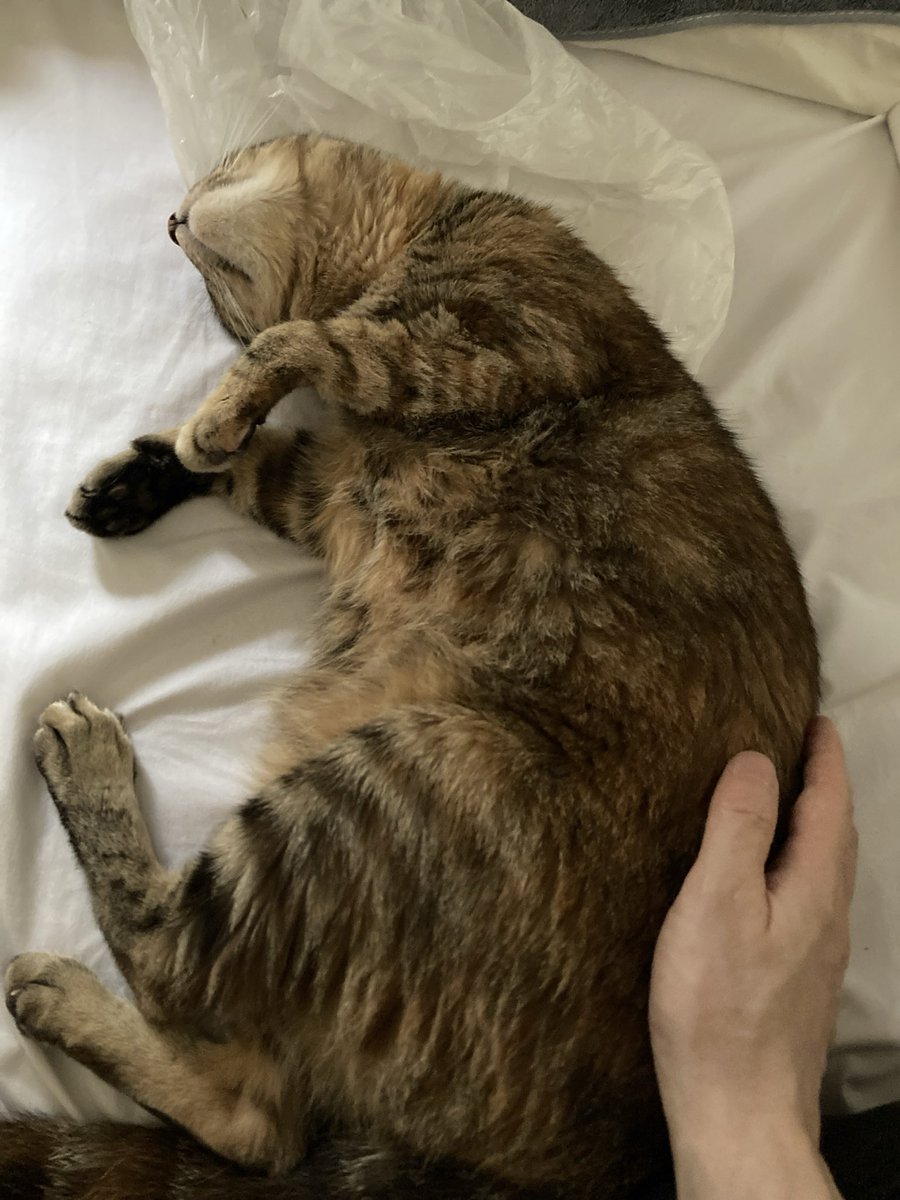 chekiracat's tweet photo. 昨日病院へ連れていかれ、帰ってからは雹に怯え、完全に社会不審のあまえんぼモードになったちぇきらさん。トントンしてくれないと眠れないと断固要求。 https://t.co/Lhm0qSmp6a
