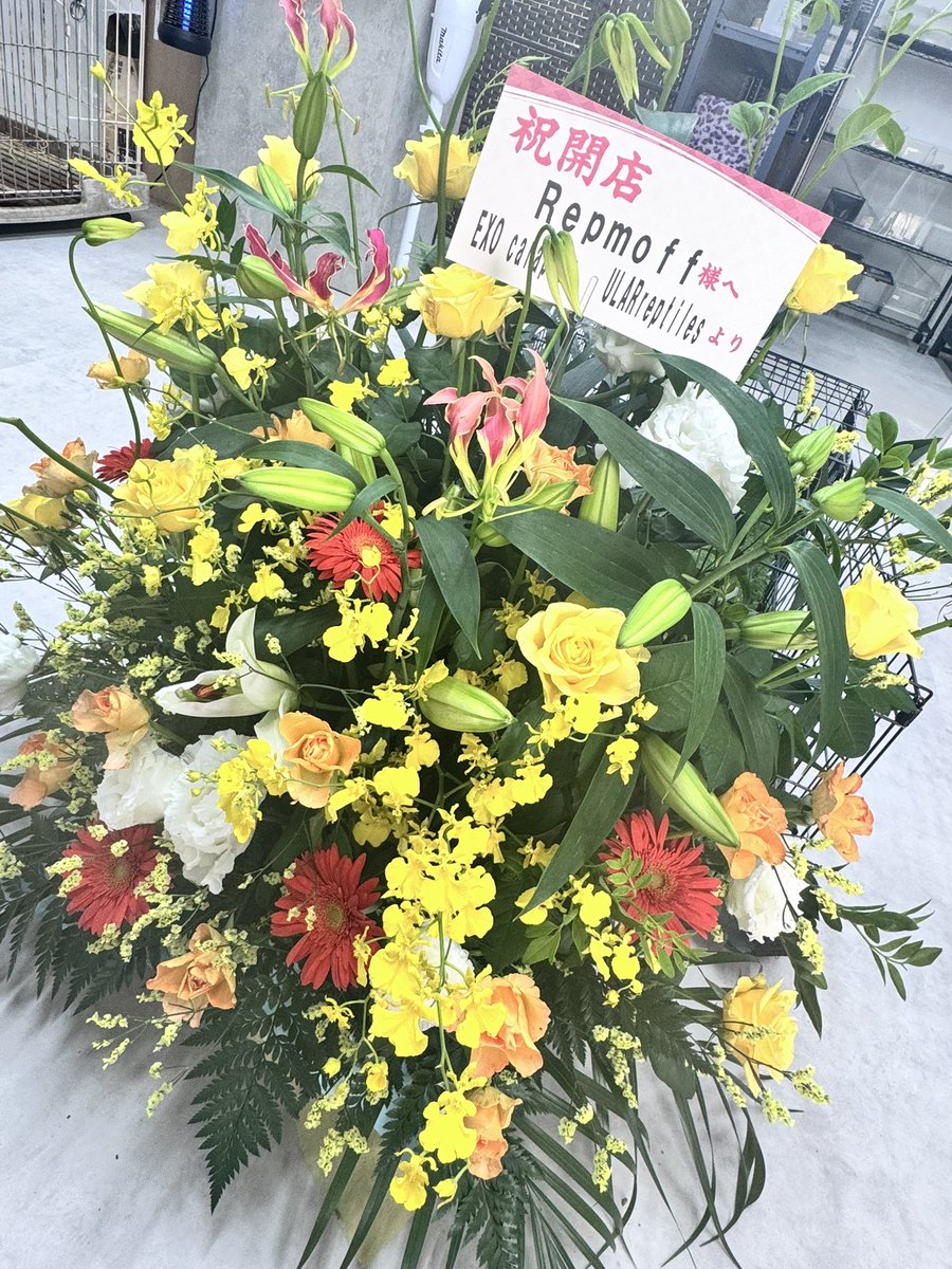 Repmoff's tweet photo. Repmoff オープンしました〜❣️
お花ありがとうございます🙇‍♂️！！
皆様のご来店お待ちしております🐰✨️

#Repmoff #OPEN #爬���類ショップ #哺乳類ショップ #ペットショップ #エキゾチックアニマルショップ #埼玉県本庄市 https://t.co/ILhtXX9GDv