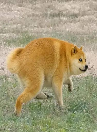 fuark49's tweet photo. @BillyM2k the dogethy https://t.co/J0Yy2QcW3B